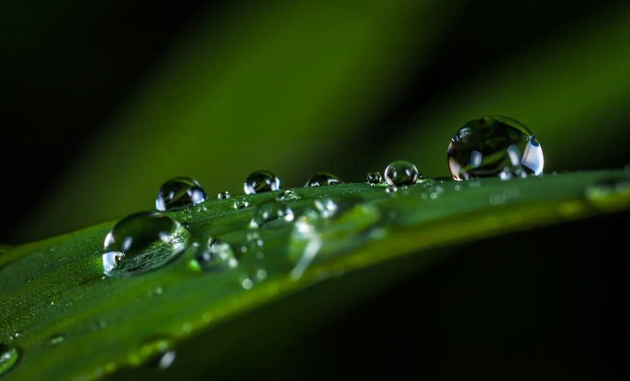 Nature strip decorative image